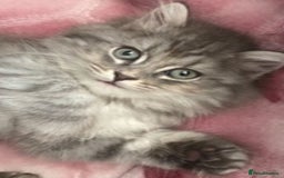 Mixed Breed cats for sale: 2 female kittens for sale  - Image 4