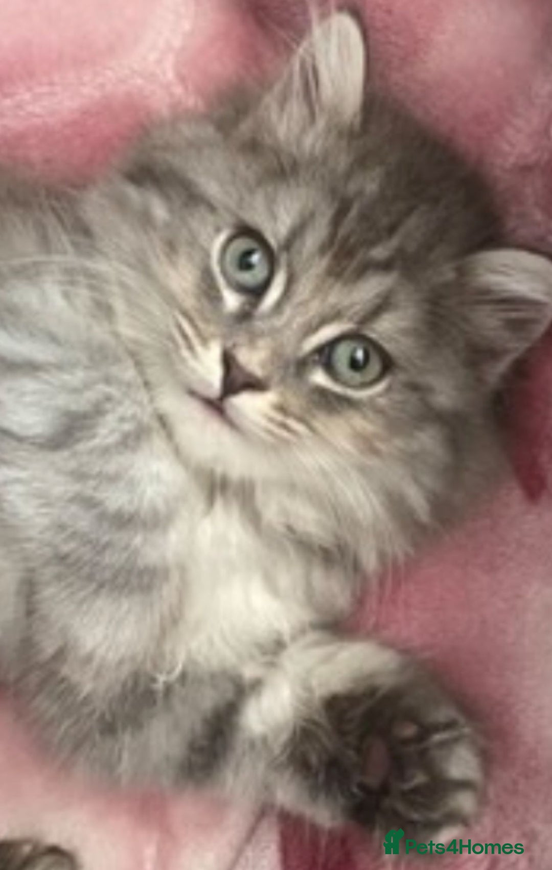 Mixed Breed cats for sale: 2 female kittens for sale  - Image 4