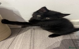 Mixed Breed cats for sale: Kitten  - Image 2