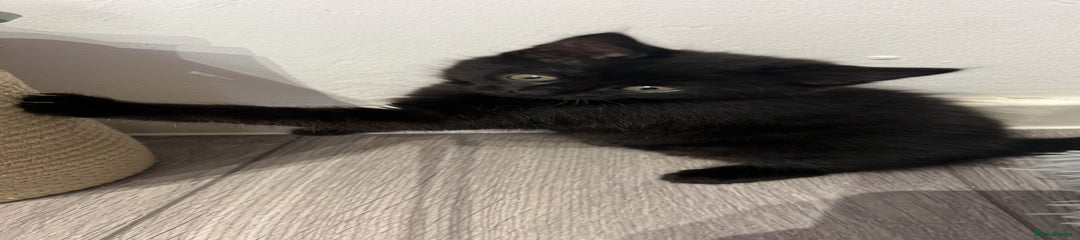Mixed Breed Kitten 2