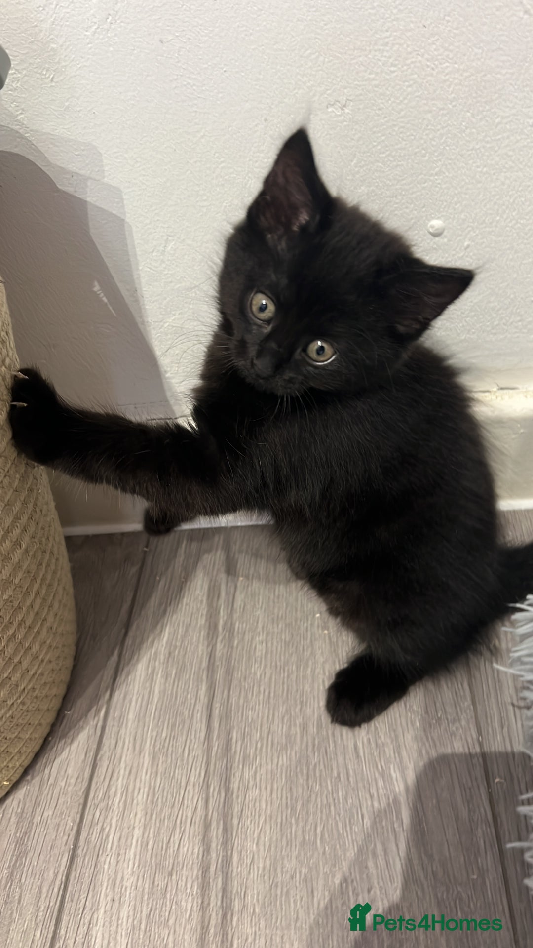 Mixed Breed cats for sale: Kitten  - Image 2