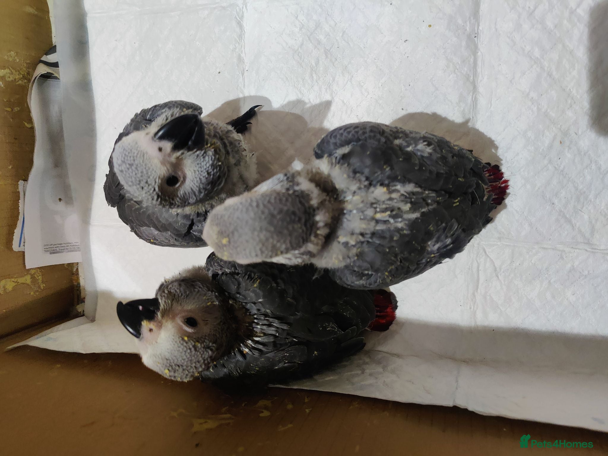 Parrots birds African grey parrot babies for sale  - Advert 1