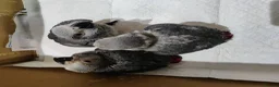 Parrots birds for sale: African grey parrot babies for sale  in Glasgow - Advert 1