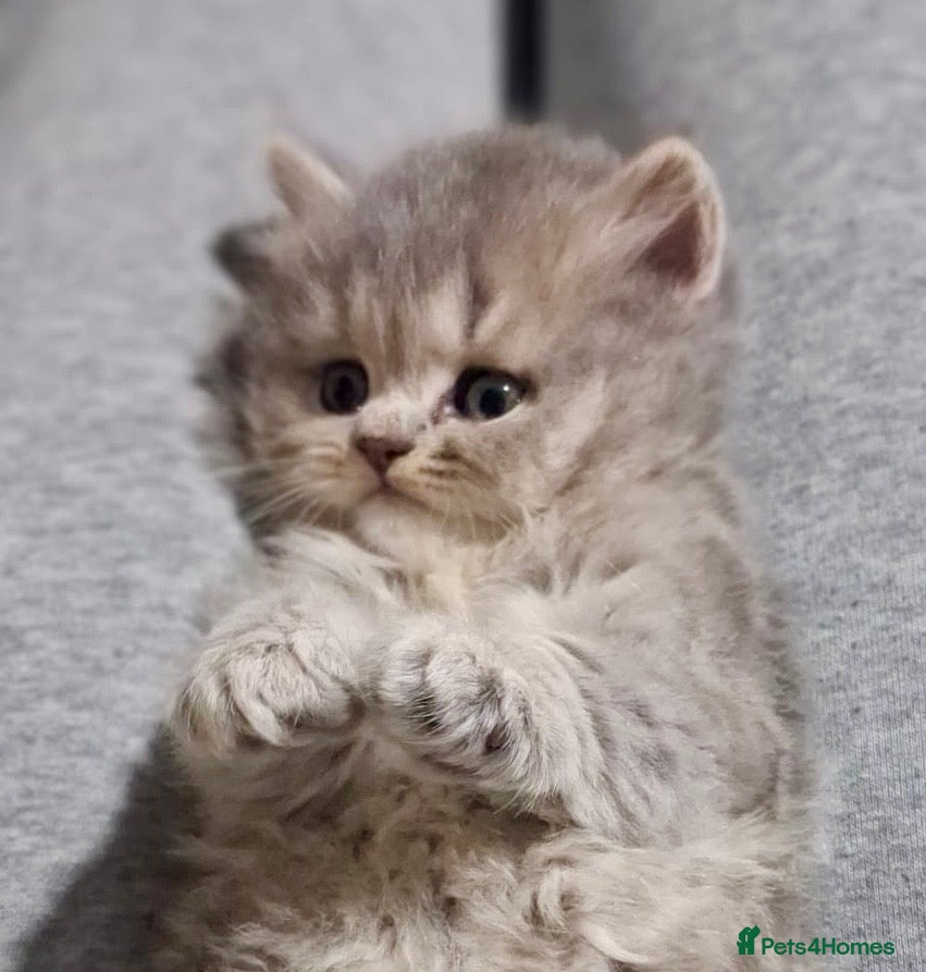 Persian cats HEALTH TESTED CHINCHILLA PERSIAN BRITISH LONGHAIR - Advert 3
