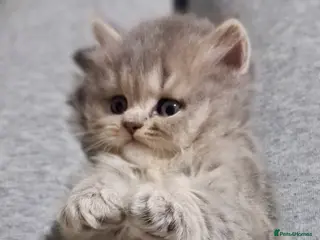 Persian cats HEALTH TESTED CHINCHILLA PERSIAN BRITISH LONGHAIR - Advert 3