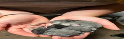 Chinchilla rodents for sale: 3 adorable chinchillas  - Advert 3