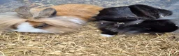 Lionhead rabbits for sale: 2 Young lionhead does for sale £50 each  in Manchester - Advert 2