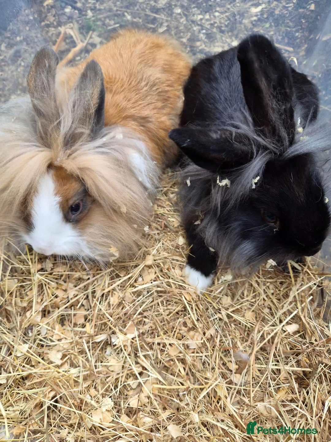 Lionhead rabbits for sale: 2 Young lionhead does for sale £50 each  in Manchester - Advert 2