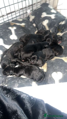 Mixed Breed dogs - Advert 2