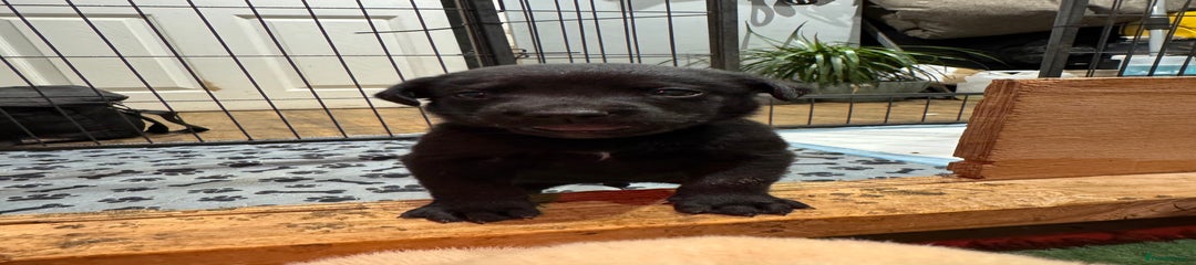 Labrador Retriever Puppy 6