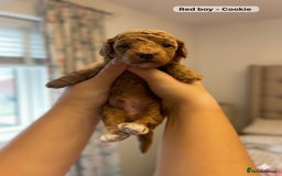 Maltipoo dogs for sale: STUNNING F1B MALTIPOO PUPPIES 🐶🎅🏼 - Image 3