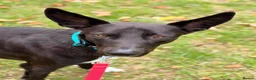 Mixed Breed dogs for adoption: Buddy - Advert 6