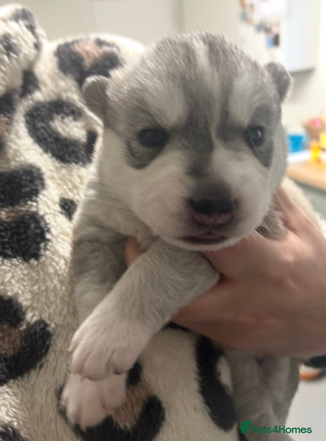 Siberian Husky dogs for sale: 2 beautiful puppy’s  - Advert 6