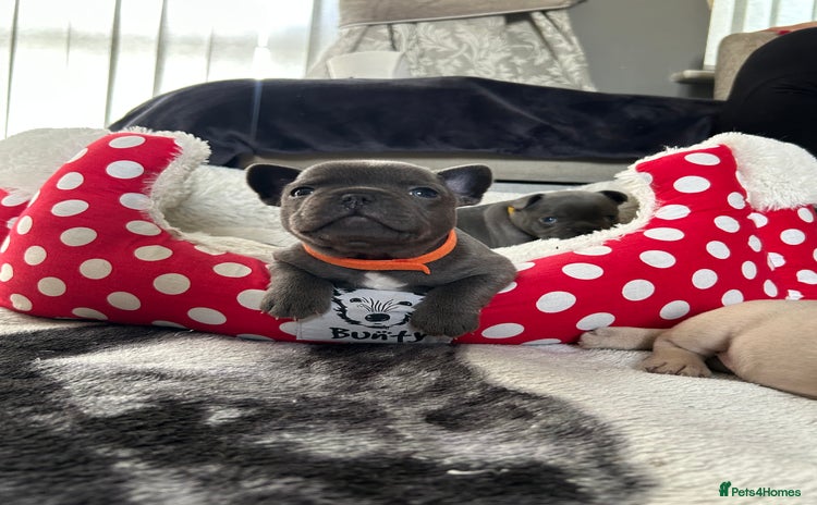 French Bulldog dogs - Advert 5