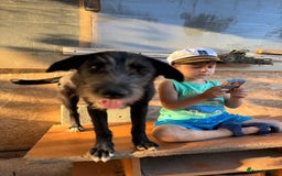 Mixed Breed dogs for adoption: LIA - a Beautiful young Girl, for a Loving Home - Image 1