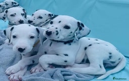 Dalmatian dogs for sale: Dalmatian puppies  - Image 21