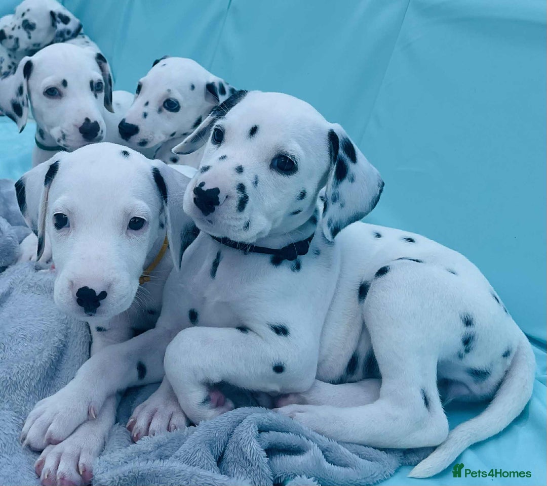 Dalmatian dogs for sale: Dalmatian puppies  - Image 21