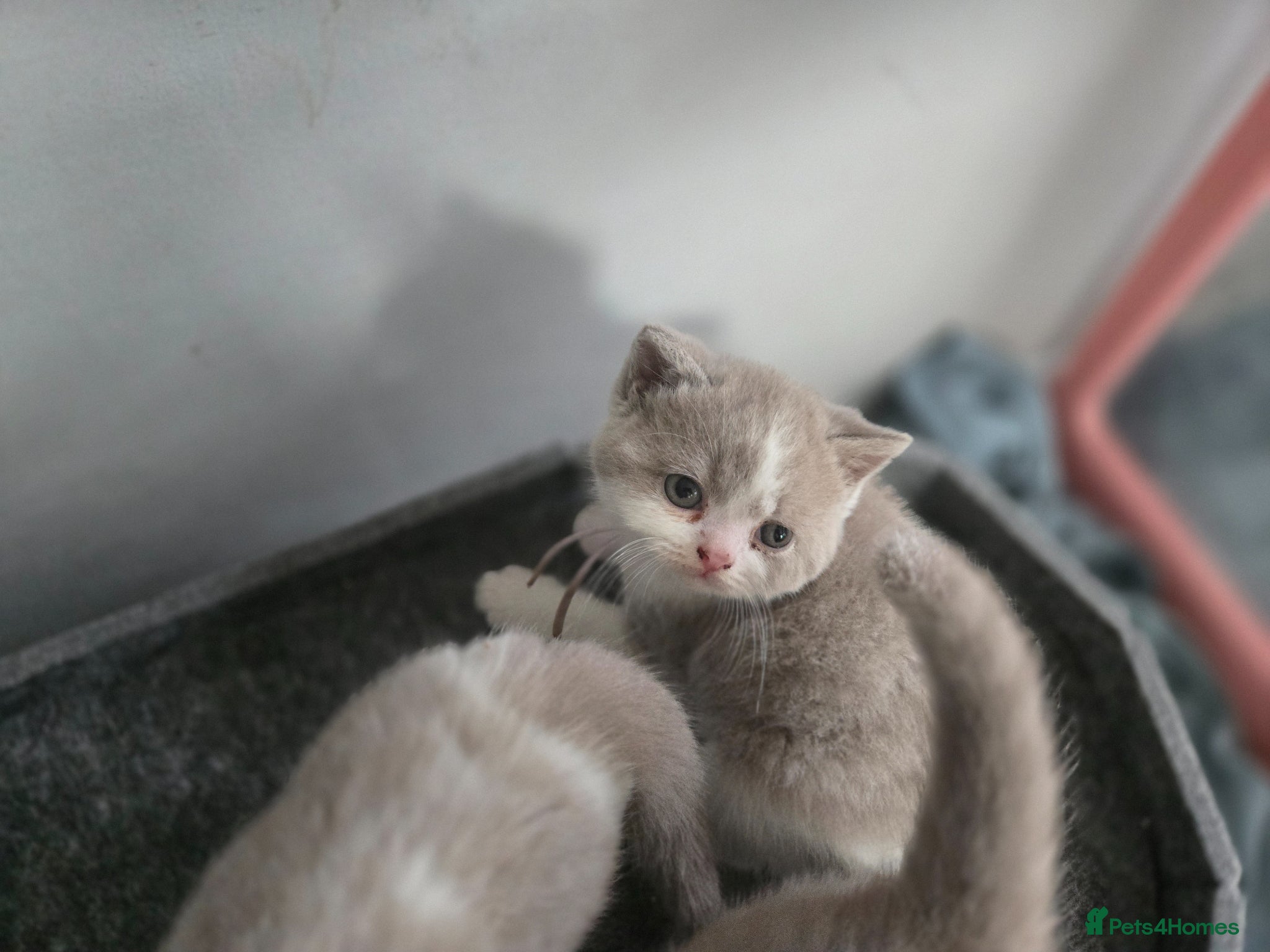 British Shorthair cats Available british short hair 1 boy 1 girl left. - Advert 3