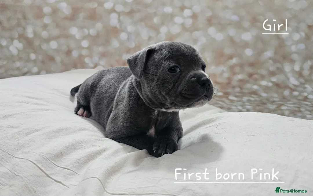 Staffordshire Bull Terrier dogs for stud: Stud  in Godalming - Advert 22