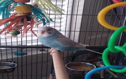 Budgerigars birds for sale: Male budgie and cage  - Image 4