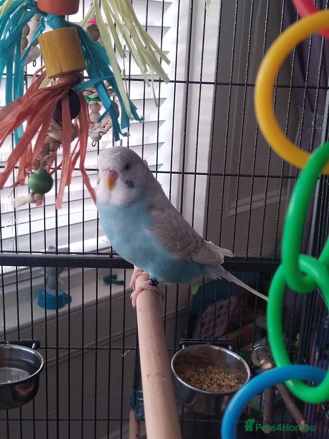 Budgerigars birds for sale: Male budgie and cage  - Image 4