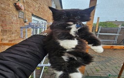 Maine Coon cats for sale: Maine Coon × Siberian  - Image 7