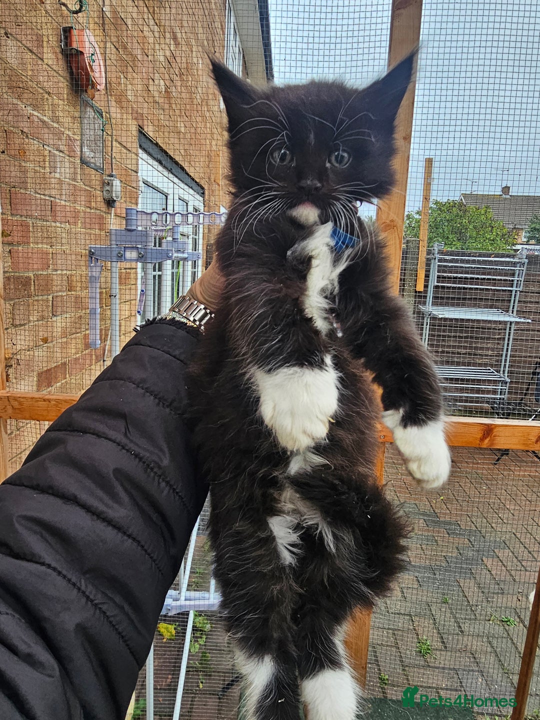 Maine Coon cats for sale: Maine Coon × Siberian  - Image 7