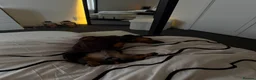 Miniature Dachshund dogs for sale: 🐾 Our Little Dusty — Loving Home Wanted 🐾 in Glasgow - Advert 6