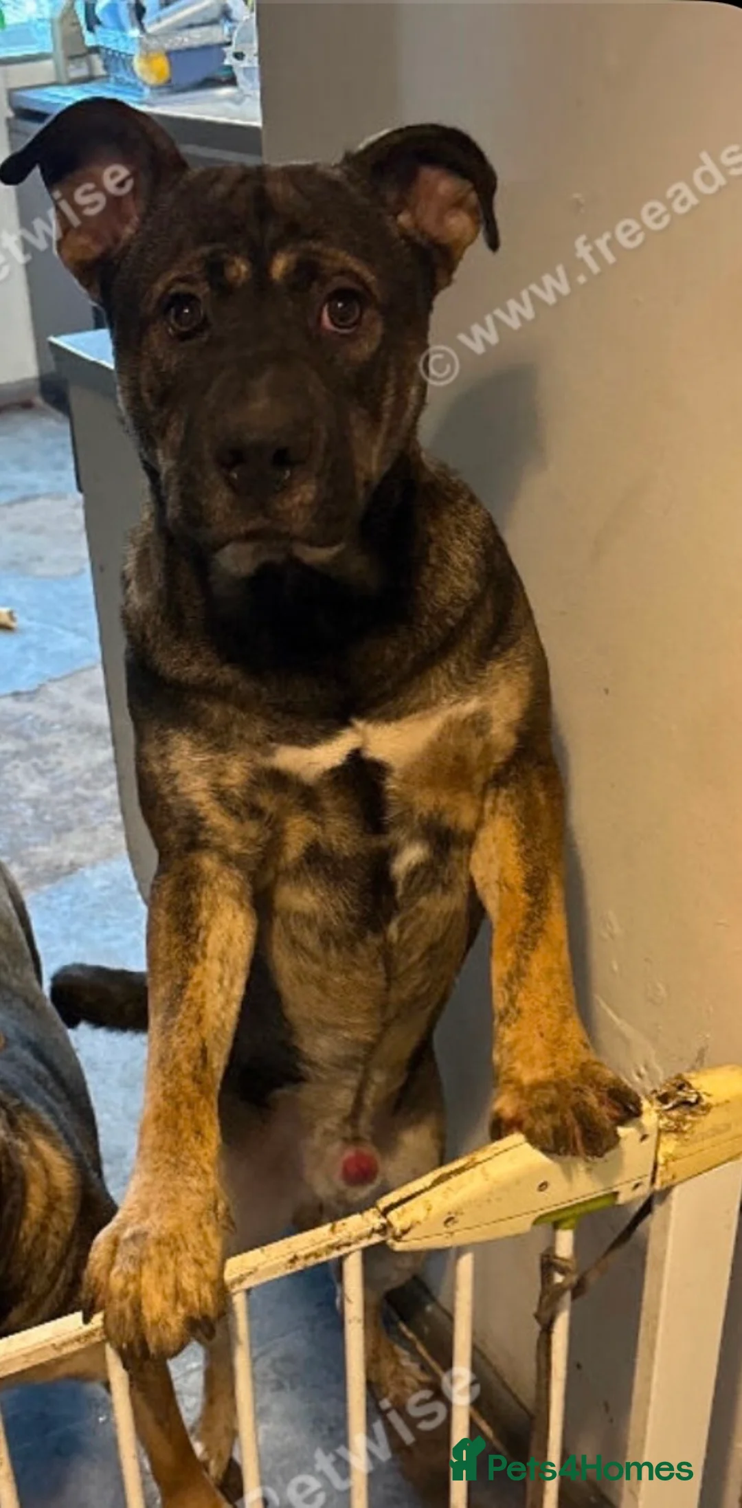 Mixed Breed dogs for sale: Mixed breed  - Advert 1