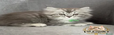 RagaMuffin 1