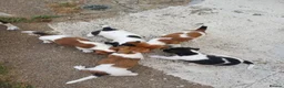 Jack Russell dogs for sale: 5 Gorgeous Juck Russel Puppies for sale  in London - Advert 11