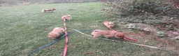 Pomeranian dogs for sale:  1 boys - Advert 19