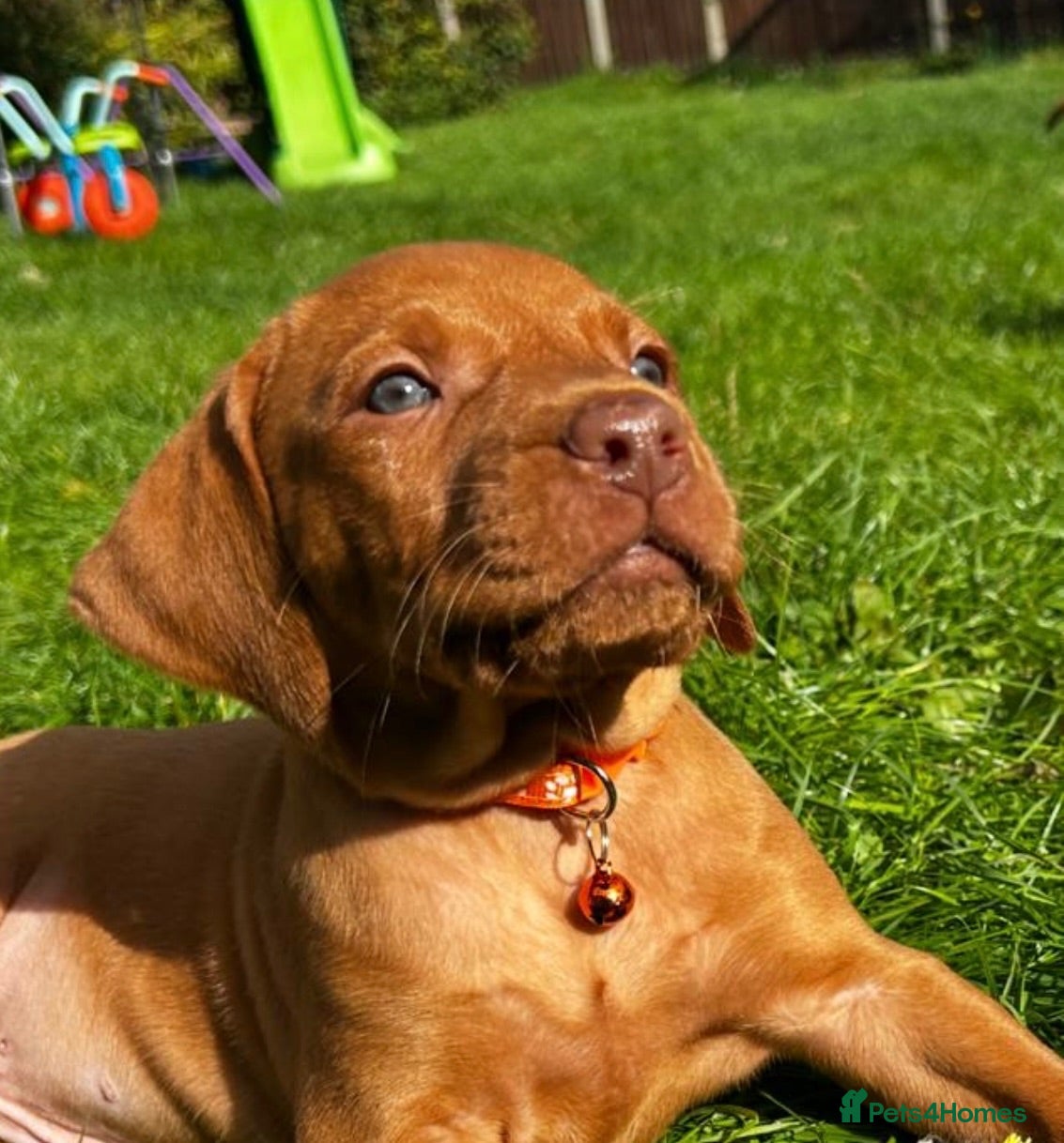 Hungarian Vizsla dogs Ready now ⭐️Beautiful Hungarian Vizsla Puppies  - Advert 1