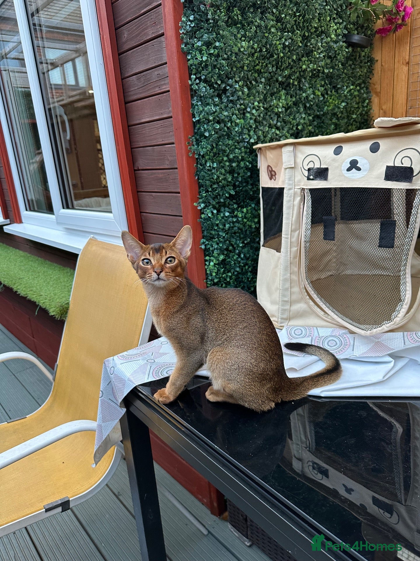 Abyssinian cats Last one boy ready to go🌟 - Advert 17