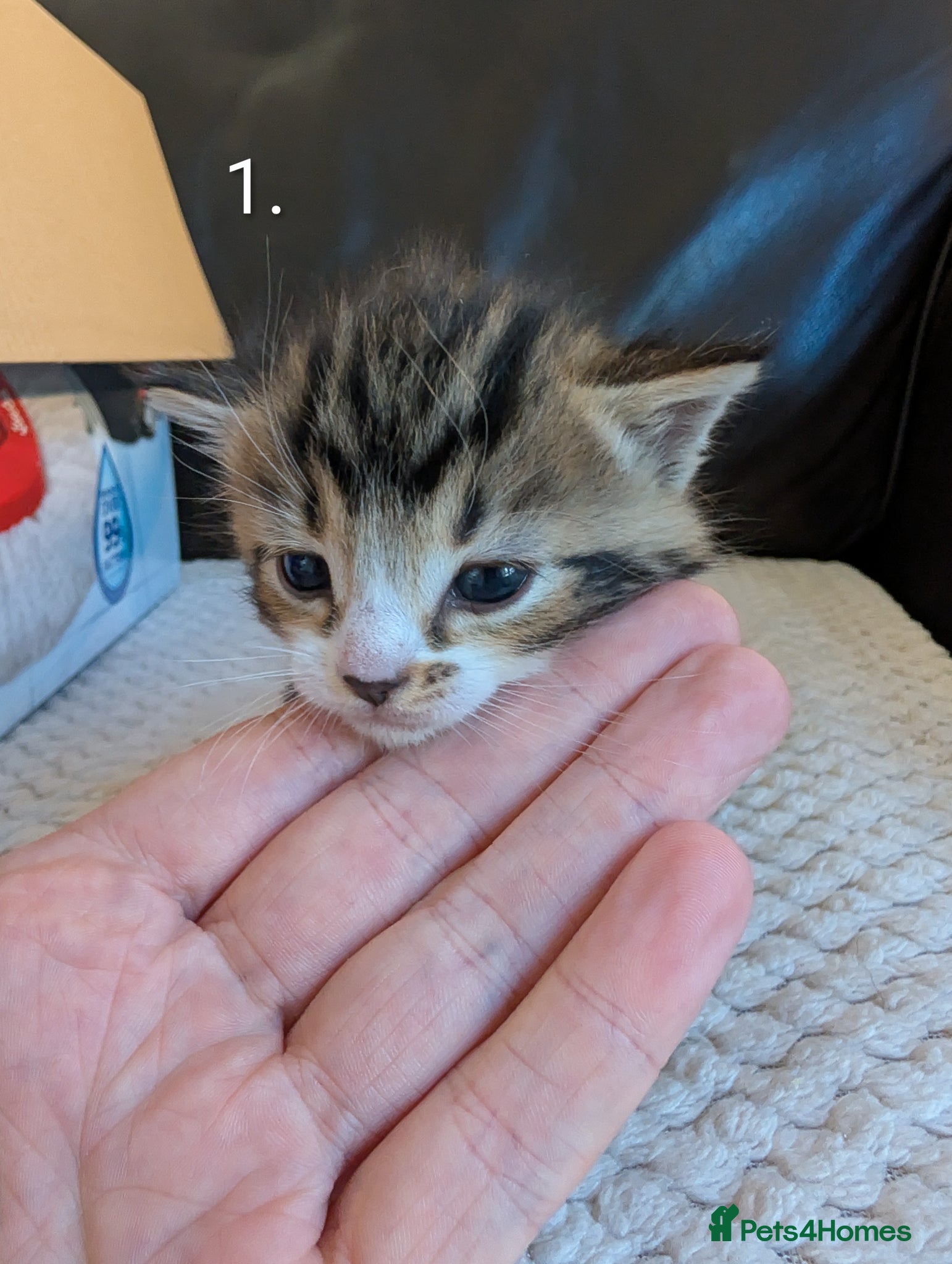 Mixed Breed cats 🐾 Litter of 5 Tabby Kittens – Ready May 26th! - Advert 18