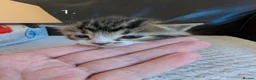 Mixed Breed cats for sale: 🐾 Litter of 5 Tabby Kittens – Ready May 26th! - Advert 1