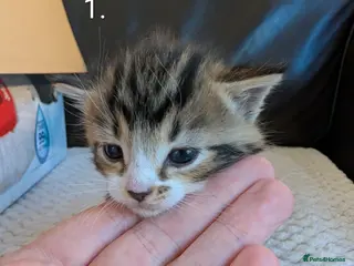 Mixed Breed cats 🐾 Litter of 5 Tabby Kittens – Ready May 26th! - Advert 4