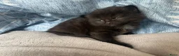 Mixed Breed cats for sale: Mixed Kittens - Some are Bengal Mix  in Brighton - Advert 10