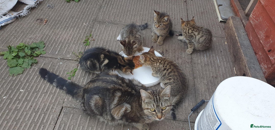 European cats for sale: 5 Adorable Male Kittens Looking for Loving Home - Image 2