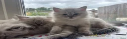 Mixed Breed cats for sale: Ragdoll Siberian Neva Masquerade Kittens - Advert 3