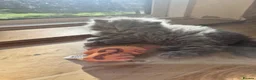 British Shorthair cats for sale: Kittens blue goy and girl in Nottingham - Advert 21