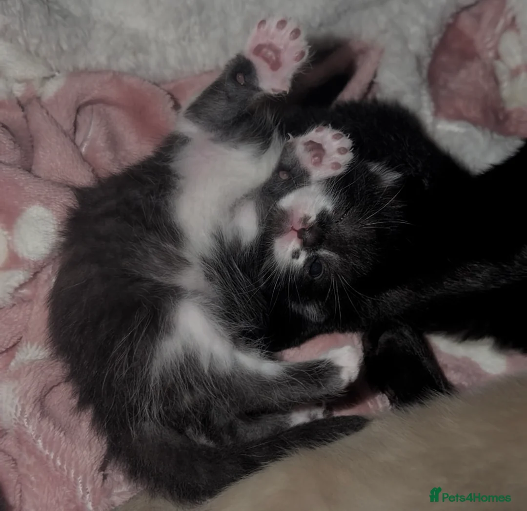 British Shorthair cats for sale: Kittens ready 16/08 in Wells - Advert 2