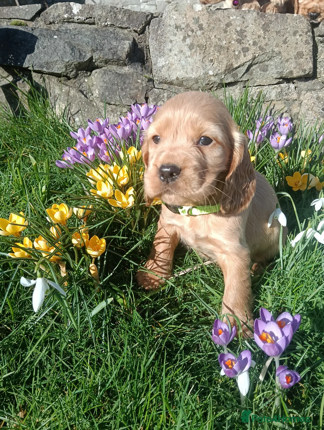 Cocker Spaniel dogs for sale: Quality Golden Show Type Cocker Spaniel puppies - Advert 12