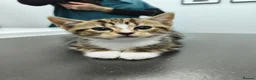 Domestic Shorthair cats for sale: TWO beautiful Tabby kittens available  - Advert 2
