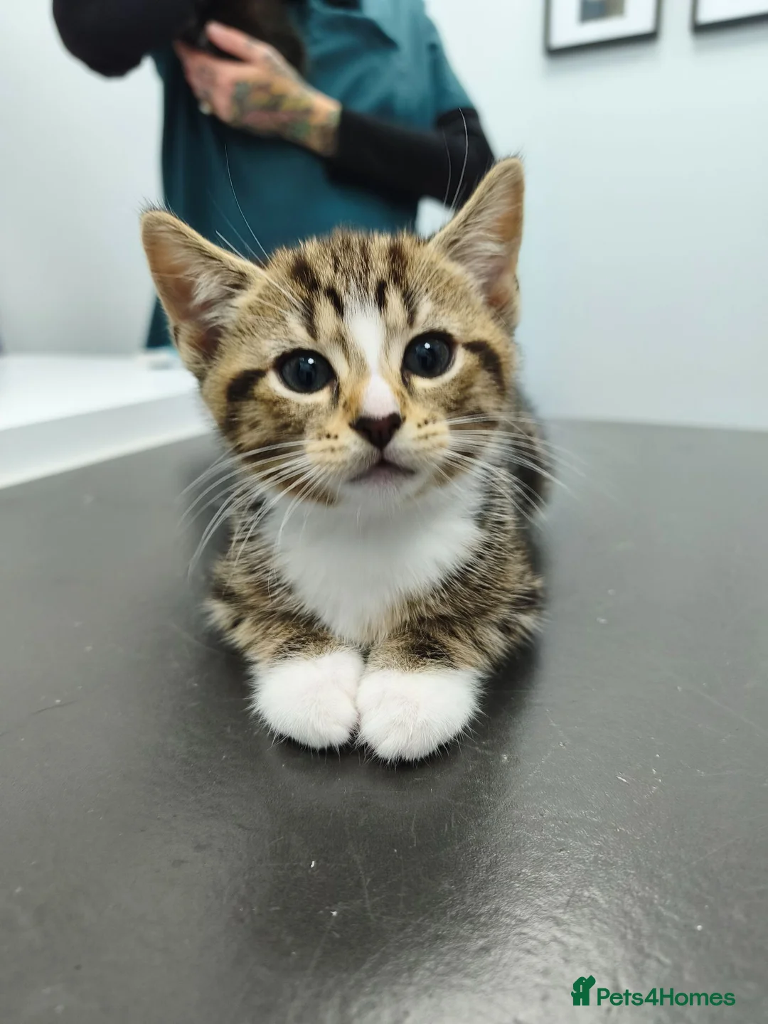Domestic Shorthair cats for sale: TWO beautiful Tabby kittens available  - Advert 2