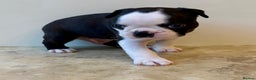 Boston Terrier dogs for sale: Boston Terriers for sale - Advert 7