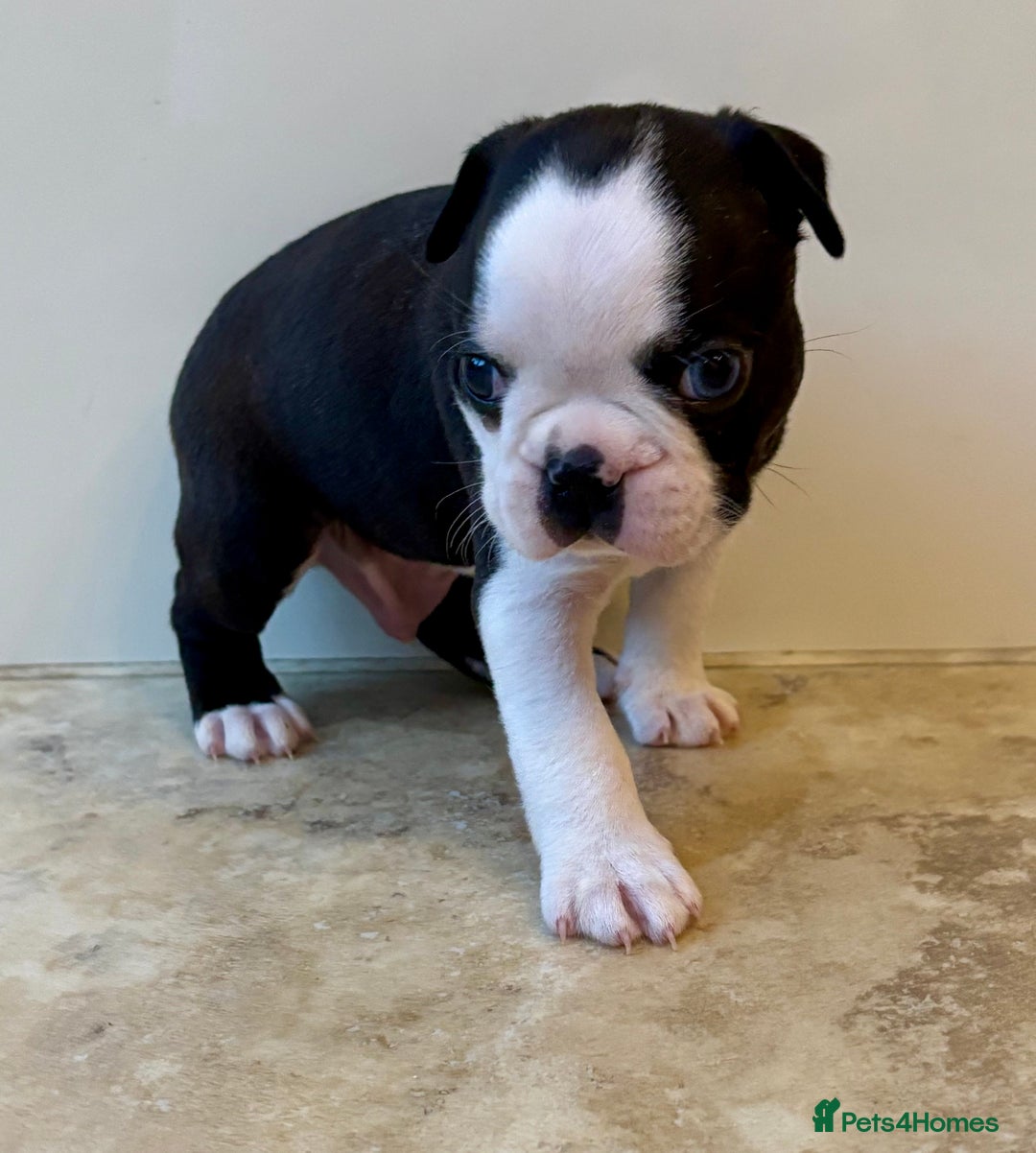 Boston Terrier dogs for sale: Boston Terriers for sale - Advert 7