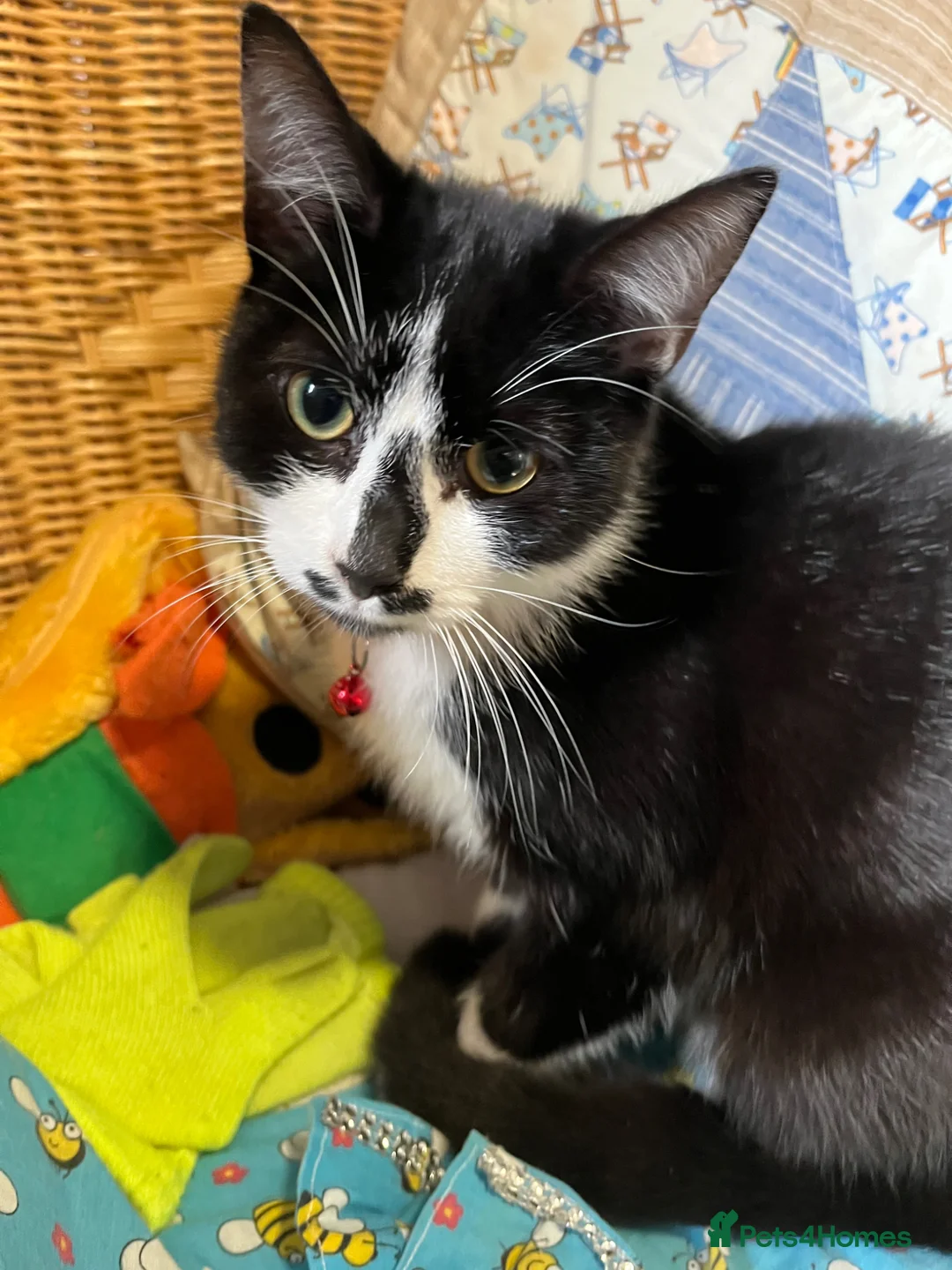 Mixed Breed cats for sale: male cat - Advert 1