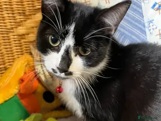 Mixed Breed cats male cat - Advert 1