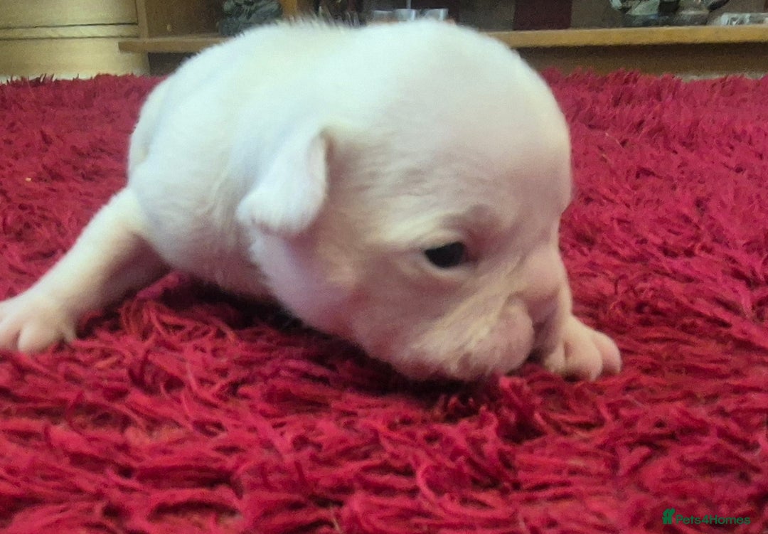 French Bulldog dogs for sale: Kc registered french bulldog puppies - Image 5